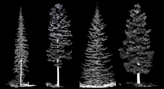 Laser scanned trees for Subalpine fir, Ponderosa pine, Grand fir, and Douglas Fir